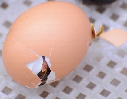 小鸡孵化机在孵化中的发育图
